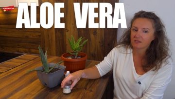 aloe vera