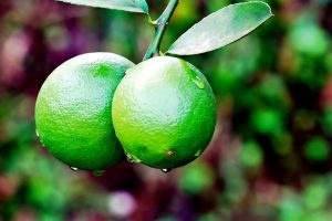 limeta